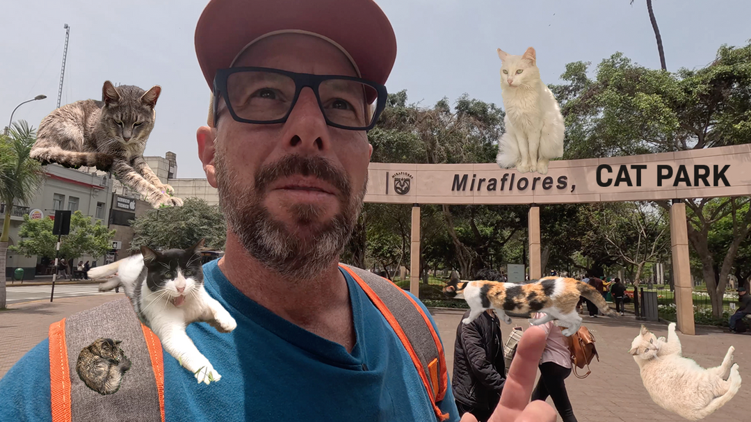 Meow-tastic Adventures in Lima, Peru